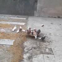 کفتر ۱۵ عدد