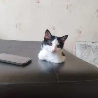 واگذاری بچه گربه