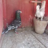 کبوتر نر ماده سار کاکولی