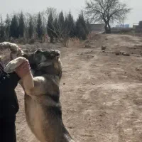 سگ سرابی|سگ|تهران, یافت آباد جنوبی|دیوار
