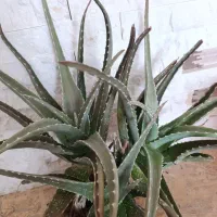 گل الوورا