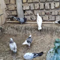 کفتر،کبوتر گرفتنی پردمبی پرشی