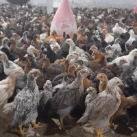 جوجه مرغ کاکلی جهادی بلک استاربومی گلپایگانی۶۰روزه