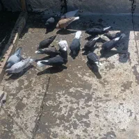 کبوتر دمب سفید