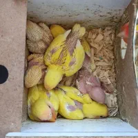 جوجه طوطی برزیلی کوتوله سرلاکی