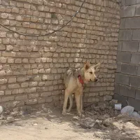 سگ گرگی