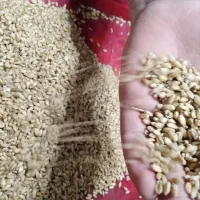 گندوم اعلا و پاک شده