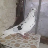 تهرانی