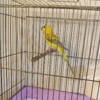 طوطی آواز خون