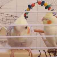 عروس نر و ماده شش ماهه