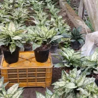 فروش انواع گلهای آپارتمانی