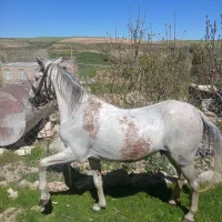 اسب کورد