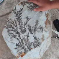سنگ شجر