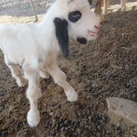 بره شیری ماده بفروش میزسد
