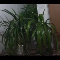 گل ذرتی و پاندانوس