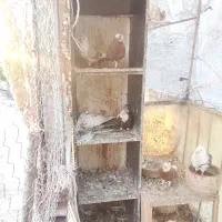 کبوتر کفتر