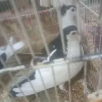 باسلام ۳ عددکبوتر