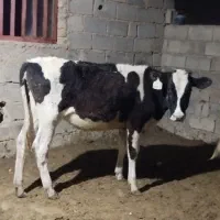 گوساله ماده