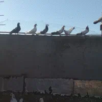کبوتر پرشی بیله سوار