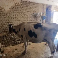 گاو|حیوانات مزرعه|نورآباد, |دیوار