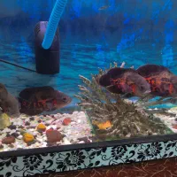 اکواریوم با ماهی کامل