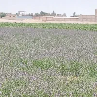 نعنا سبز امسالی مخصوص عرق گیری