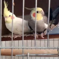 عروس هلندی گمشده