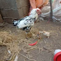 مرغ و خروس لاری