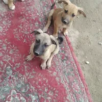سگ ژرمن چهار چشم