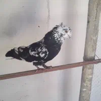 کبوتر