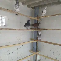 کبوتر