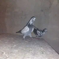 کبوتر پرشی