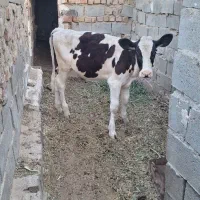 گوساله ماده