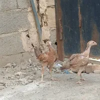 جوجه لاری