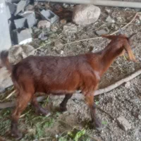 فروش حیوانات مزرعه