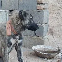 واگذاری توله پنج ماهه و ماده گرگی نگهبان