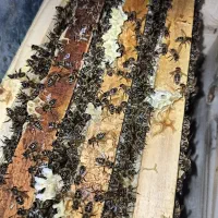 کندوی زنبور،ملکه تلقیحی،جفت خورده،باکره،لاین