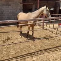 اسب