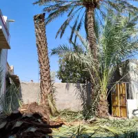 برش نخل قطع نخل رایگان در کل استان