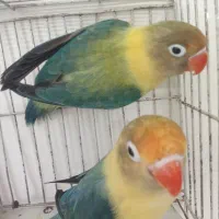 کوتوله سرلاکی جفت کارداده نریاماده تک باضمانت کتبی