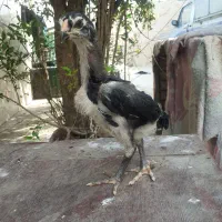 جوجه‌اوشامو‌