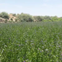 کشت کنجد شراکتی