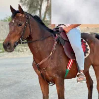 مادیان عرب زیبایی