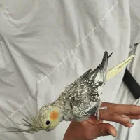 یک عدد عروس هلندی مرواریدی