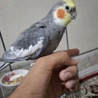 ی جفت عروس هلندی سخنگو ودستی