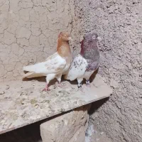 کبوتر کله زرد و سرخ
