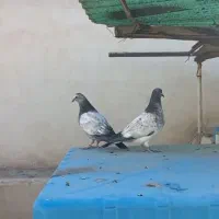 کفتر بوم