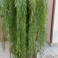 درخت بید مجنون