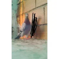 پیداشد