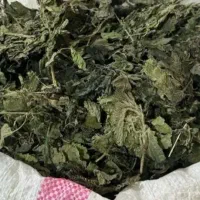 گزنه خشک